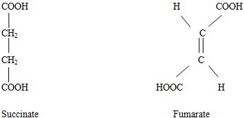 succinate and fumarate